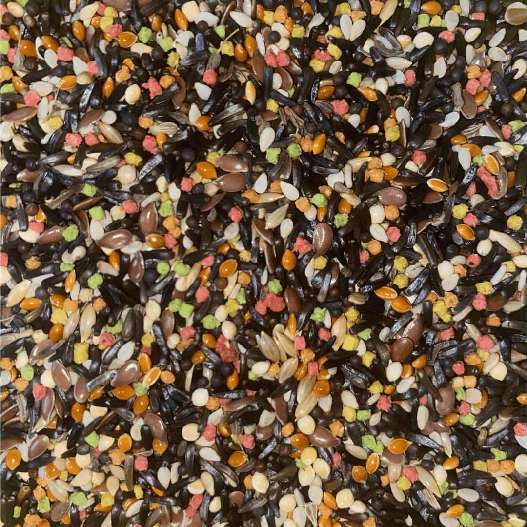 CANOREN SEMILLAS 1080X1080 CANOREN SEMILLAS 1080X1080