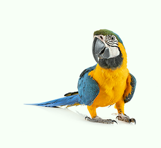 AVES