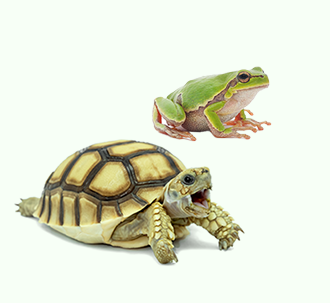 REPTILES Y ANFIBIOS